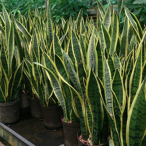 01-RGMW-Snake_Plant_Sansevieria_trifasciata_Laurentii_1-thumb-1x1.jpg