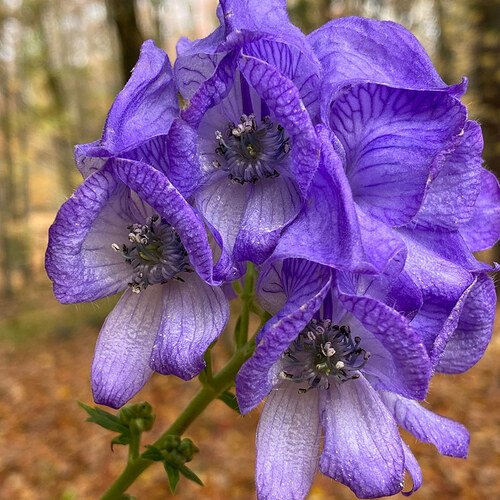 GPOD-Allyson-Levy-Aconitum-napellus-thumb-1x1.jpg