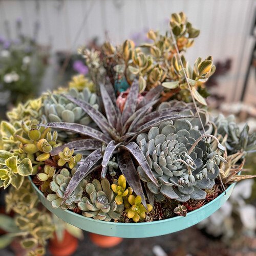 GPOD-Ong-succulent-hanging-planter-thumb-1x1.jpg