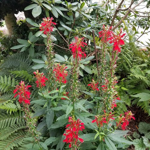 GPOD-Shrock-Cardinal-flower-thumb-1x1.jpg