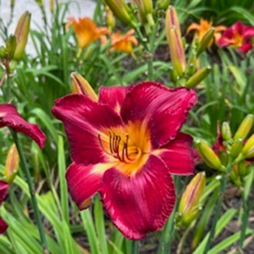 GPOD-Tucker-daylilies-Hemerocallis-Red-Volunteer-thumb-1x1.jpg