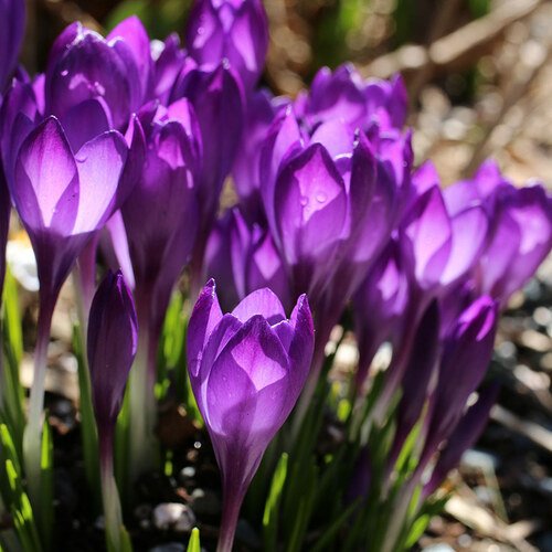 crocus-matt-mattus-thumb-1x1.jpg