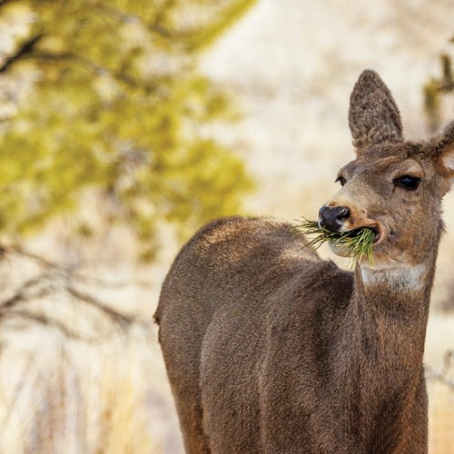 FG221CO-deer-eating-pine-needles_extended_lightened_722310588_Jen-_Adobe-Stock-thumb-1x1.jpg