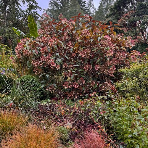 GPOD-Ong-3-fall-perennial-garden-thumb-1x1.jpg