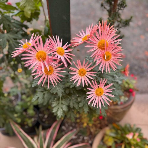 GPOD-Ong-4-pink-Chrysanthemum-thumb-1x1.jpg