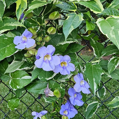 GPOD-Prince-1-Thunbergia-grandiflora-variegata-thumb-1x1.jpg