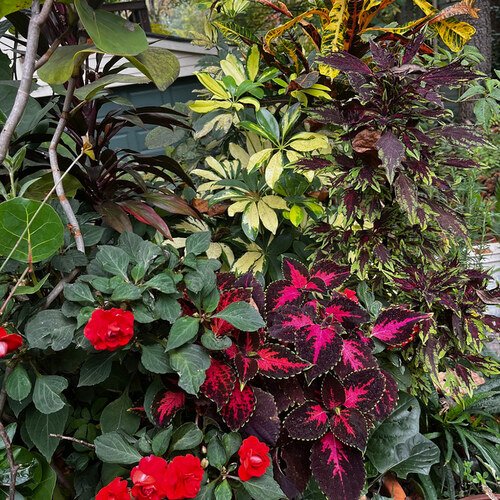 GPOD-Schmidt-colorful-foliage-plants-3-thumb-1x1.jpg