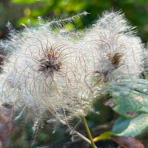 GPOD-Hortus-Arboretum-Clematis-virginiana-seed-heads-thumb-1x1.jpg