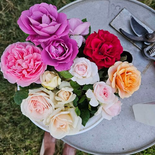 GPOD-Tat-4-cut-roses-thumb-1x1.jpg